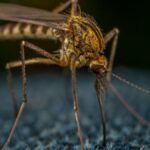 Macro view of a mosquito on textured fabric, highlighting details and textures.