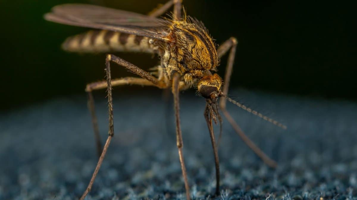 Macro view of a mosquito on textured fabric, highlighting details and textures.