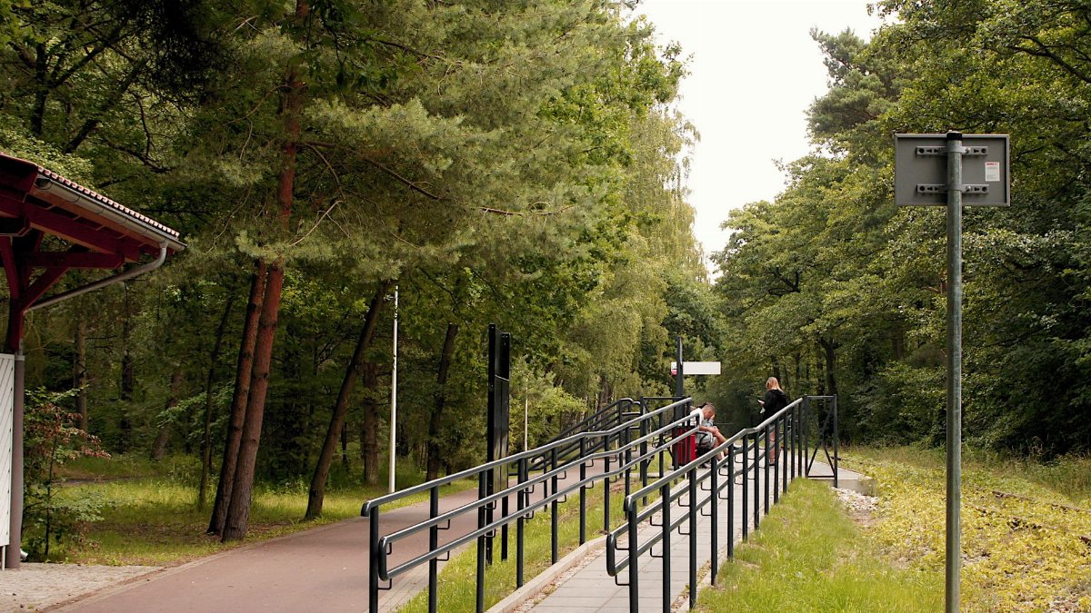 A serene forest path with a railing and walking trail surrounded by lush trees.
