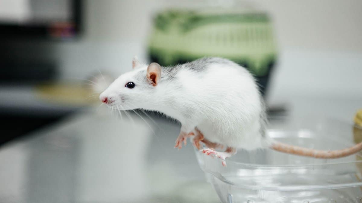 Curious white mouse perched on a bowl, symbolizing scientific research and curiosity.