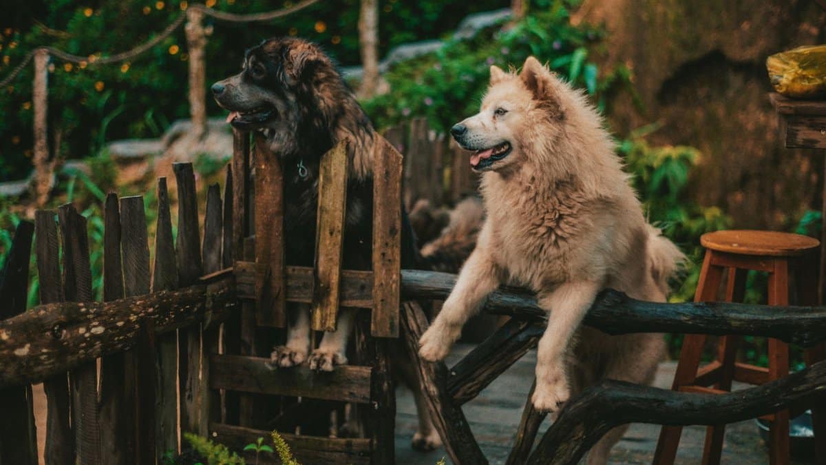 Two fluffy dogs in a rustic garden setting, showcasing their playful nature.