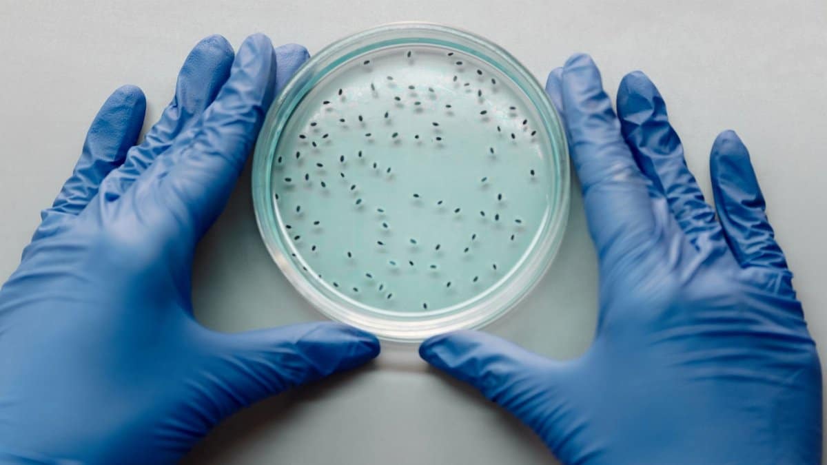 A gloved scientist examines bacterial culture in a petri dish for research purposes.