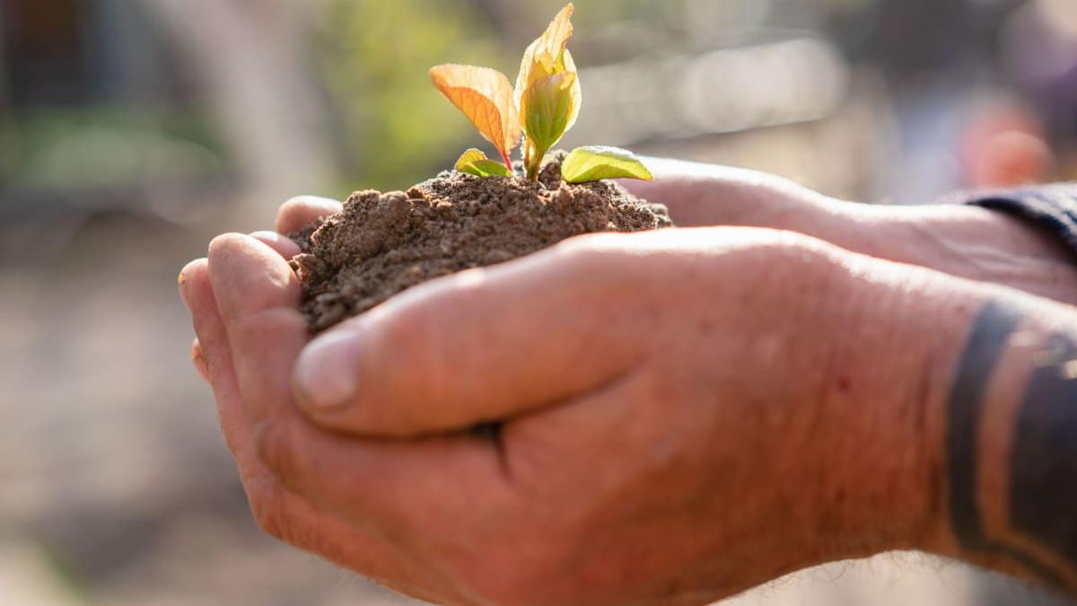 Close-up of hands nurturing a small seedling with fresh soil, symbolizing growth and care.