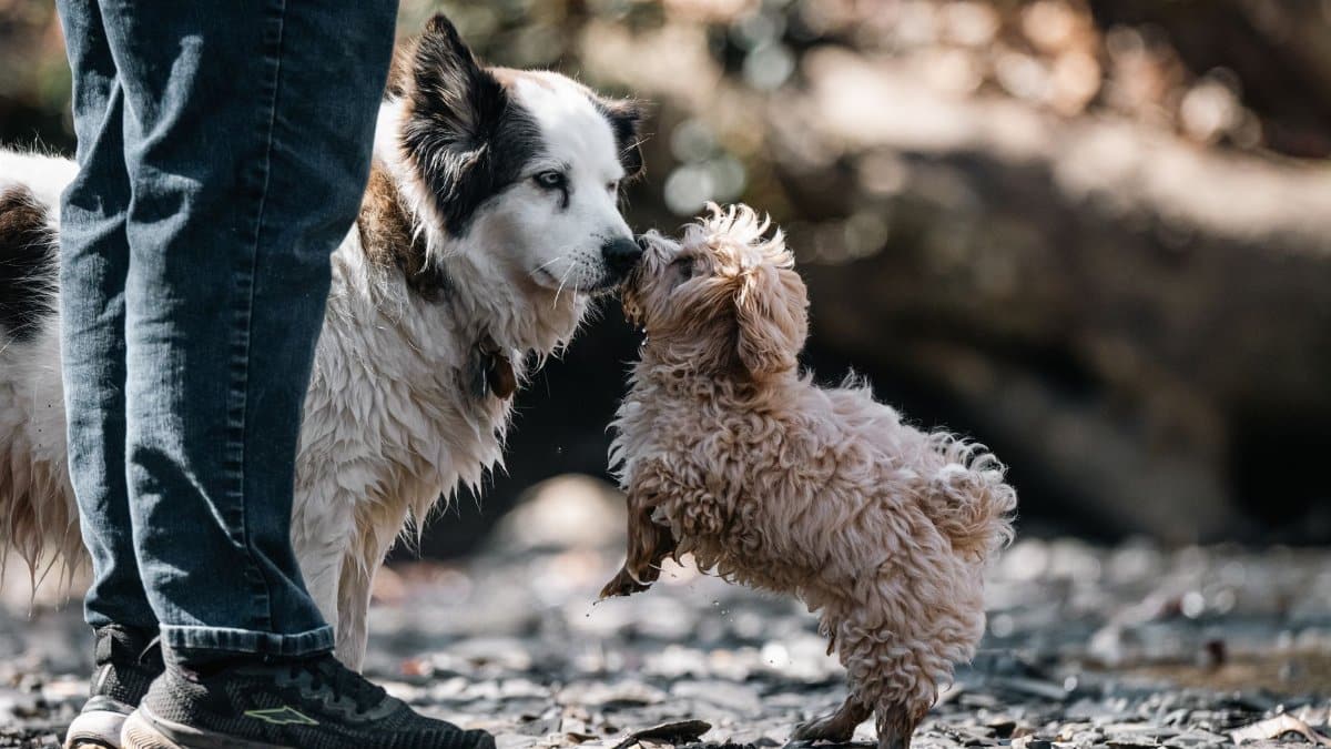 Two playful dogs interacting near a person in a park setting.