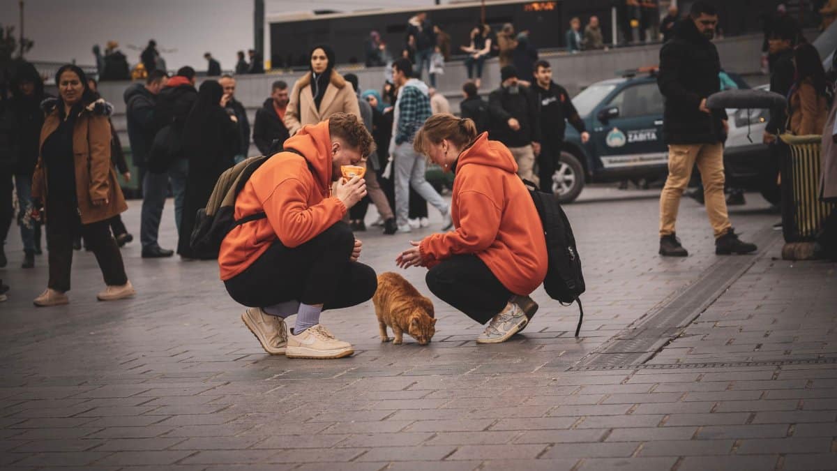 Two people feeding a stray cat on a busy street in Istanbul. Capturing urban community life.