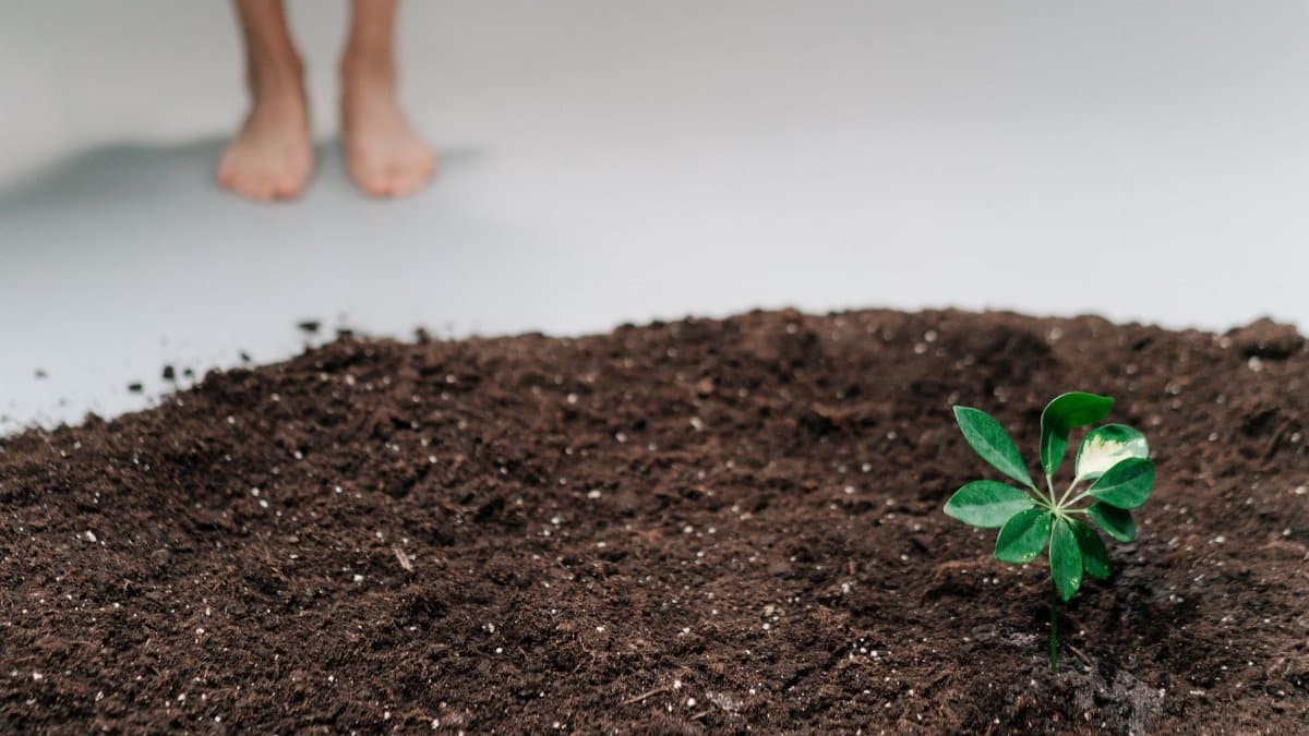 A vibrant young plant sprouting in rich soil with a blurred human presence in the background.