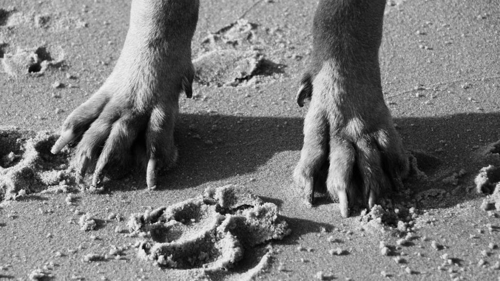 Black and white close-up of a dog's paws on a sandy beach in Blåvand, Denmark.