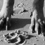 Black and white close-up of a dog's paws on a sandy beach in Blåvand, Denmark.