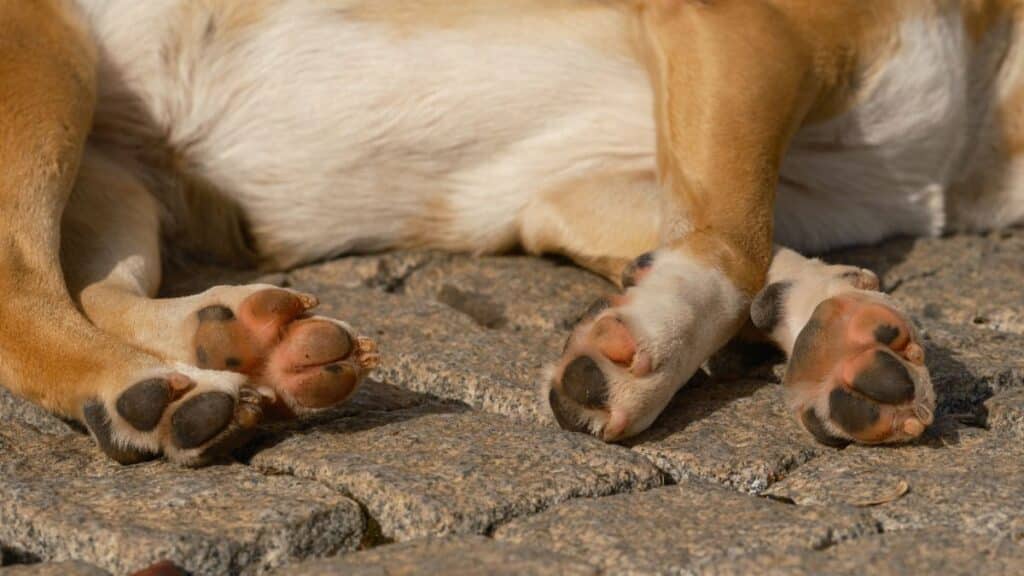 A close-up image of a sleeping dog's paws resting on cobblestones outdoors in daylight.