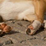 A close-up image of a sleeping dog's paws resting on cobblestones outdoors in daylight.