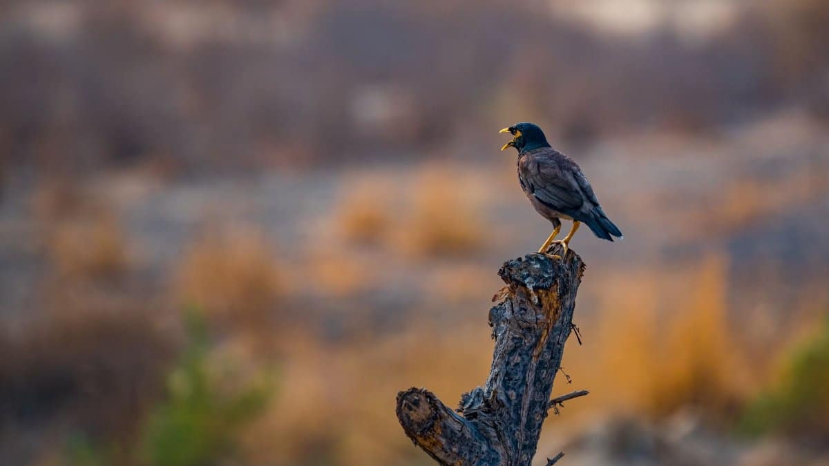 A Common Myna bird perched on a tree stump in a blurred natural setting.