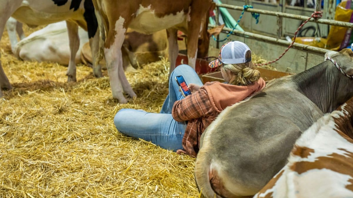 A farmer sits comfortably among cows in a barn, using a smartphone on a bed of straw.