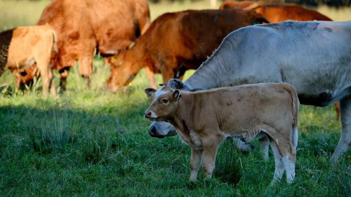 Herd of cows with a calf grazing in a green pasture on a sunny day.