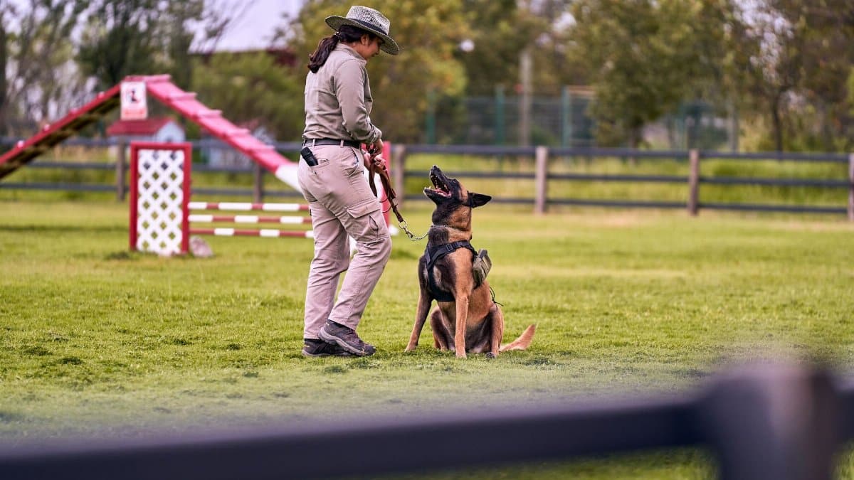 A trainer with a Belgian Malinois performing obedience training in a grassy park setting.