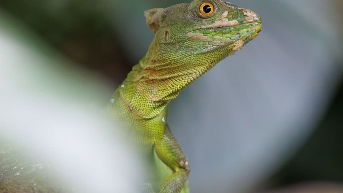 Detailed shot of a Green Basilisk lizard perched on a rock in a forest setting.