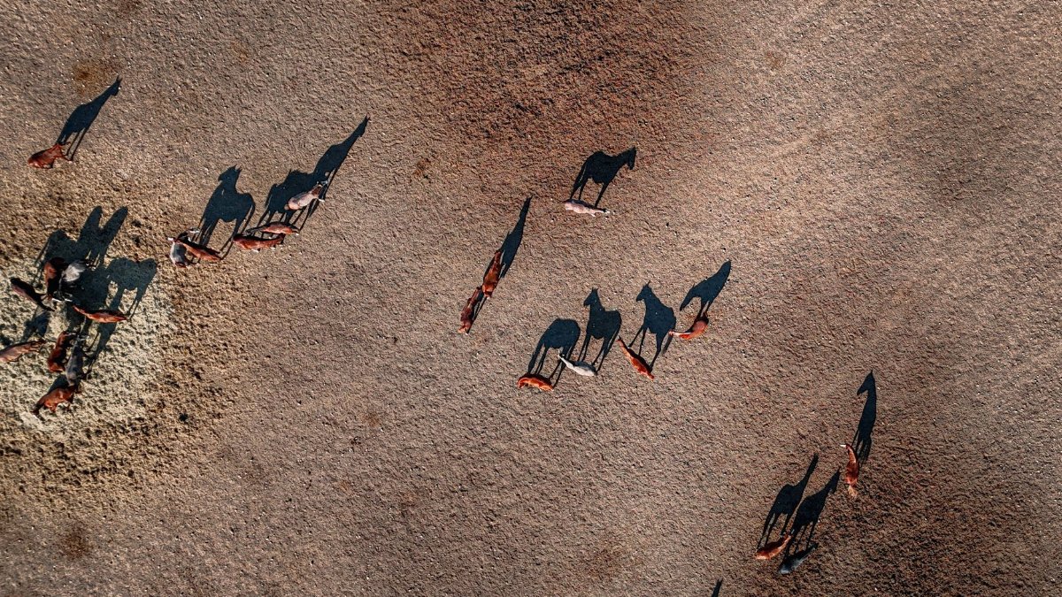 Aerial shot of a herd of horses casting long shadows on a dry field in Malatya, Türkiye.