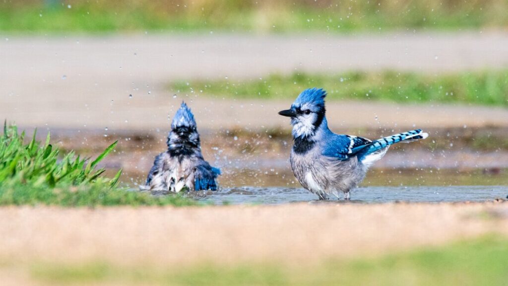Two vibrant blue jays enjoy a refreshing bath in a shallow puddle outdoors.