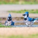 Two vibrant blue jays enjoy a refreshing bath in a shallow puddle outdoors.