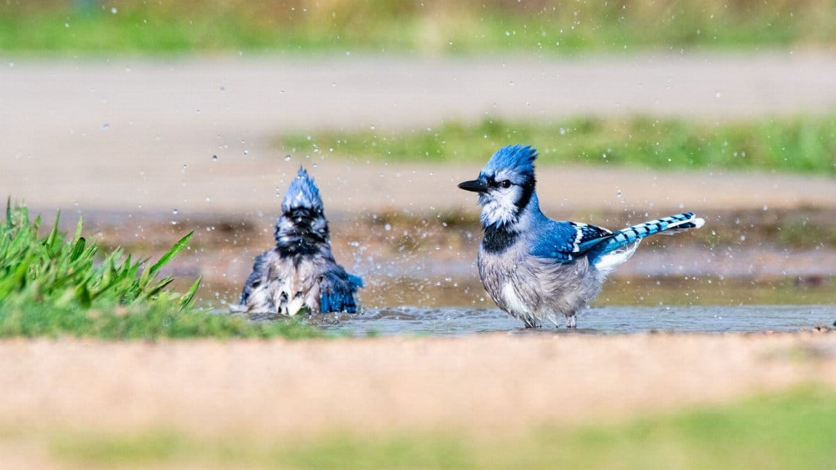 Two vibrant blue jays enjoy a refreshing bath in a shallow puddle outdoors.