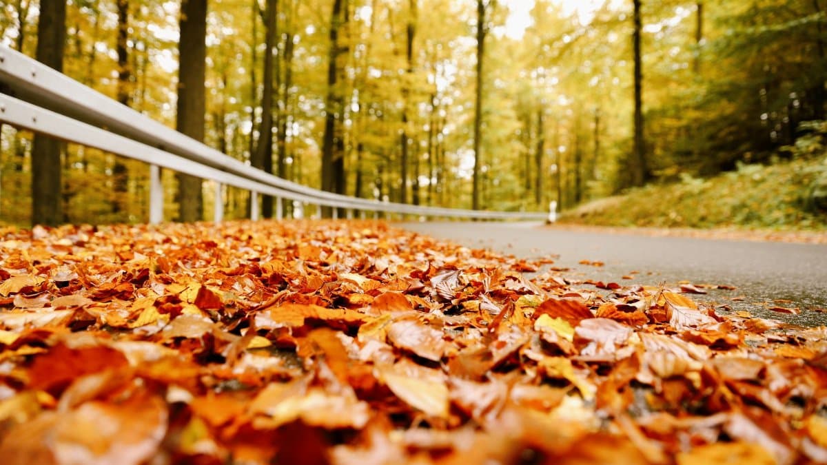 Vivid autumn scene of a forest road lined with orange and red fallen leaves.