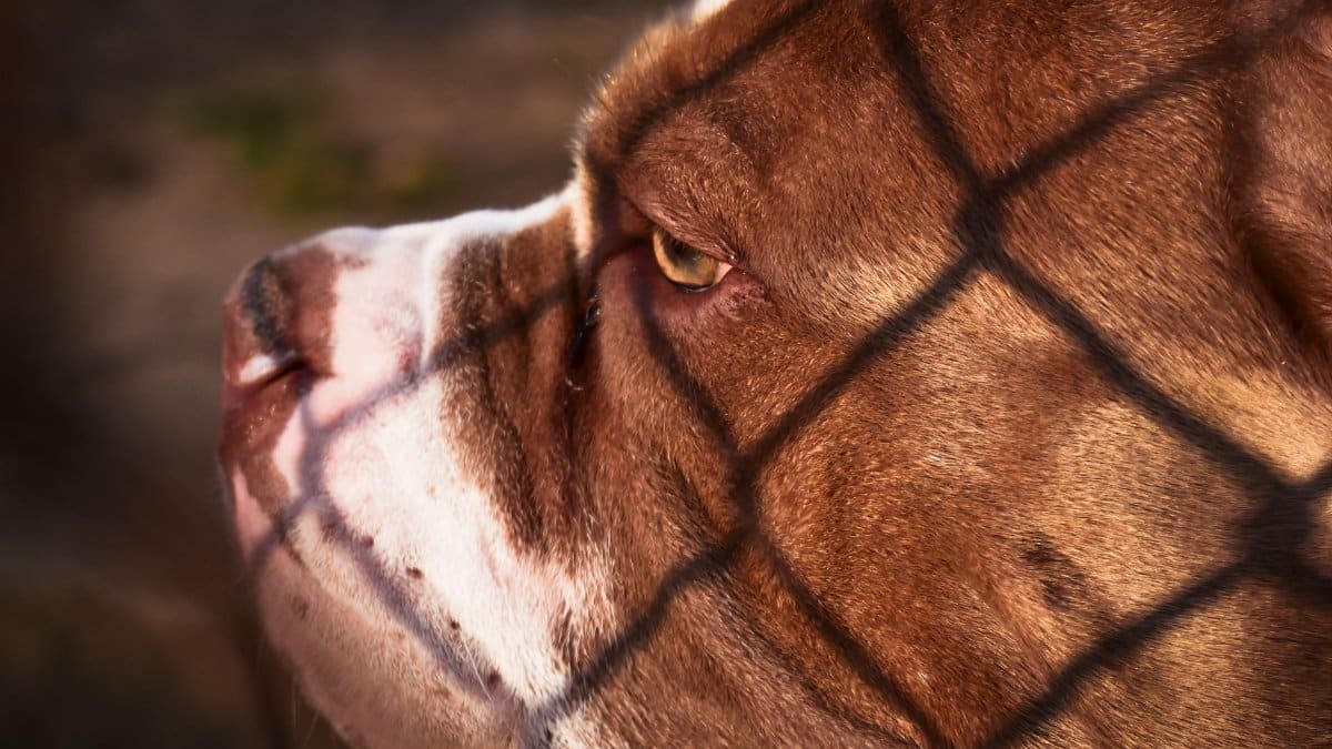 Side view close-up of a brown and white bulldog behind a chain-link fence.