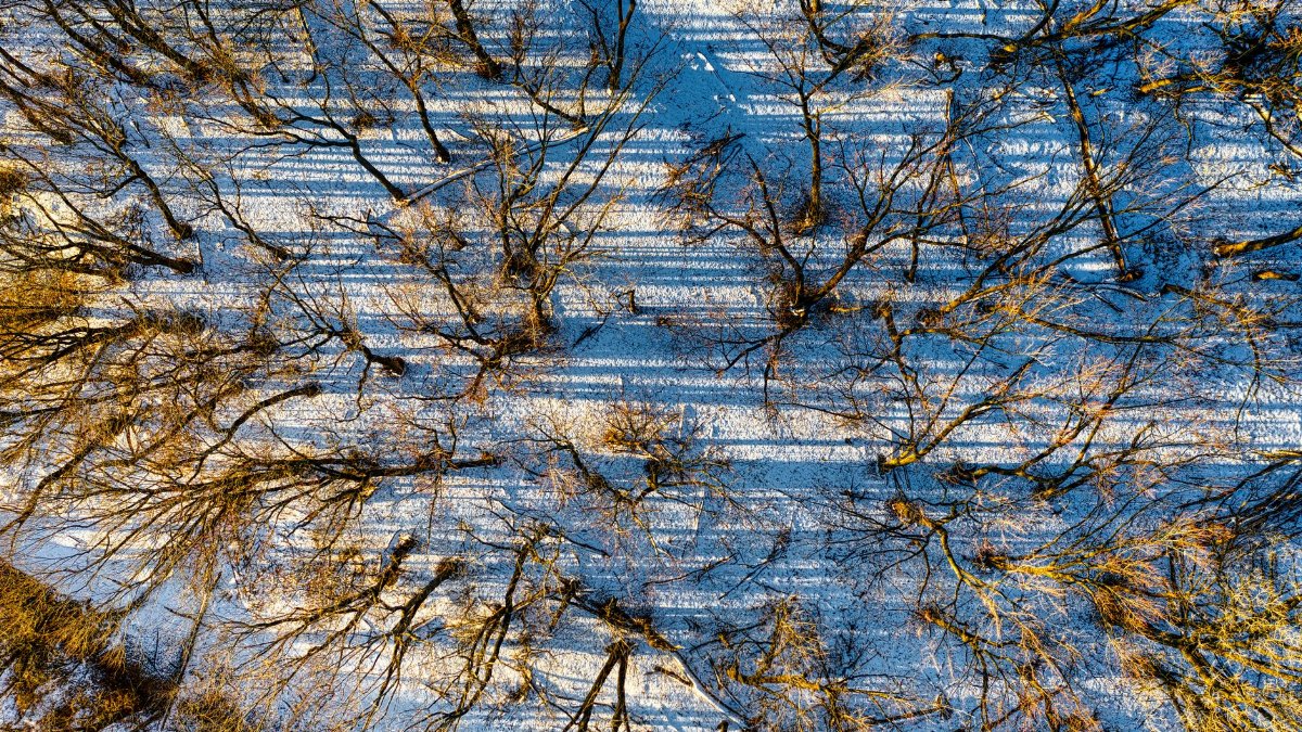 A stunning aerial view capturing the bare trees casting long shadows on snow in a serene winter forest.