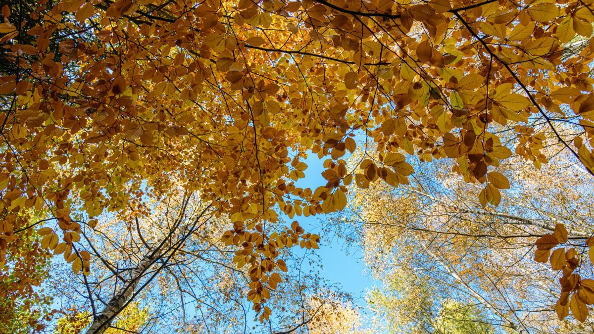 Looking up at colorful autumn leaves and blue sky through the treetops, capturing fall's vibrant beauty.