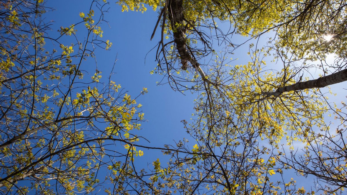 Looking up at a vibrant spring canopy in Palu, Türkiye under a clear blue sky.