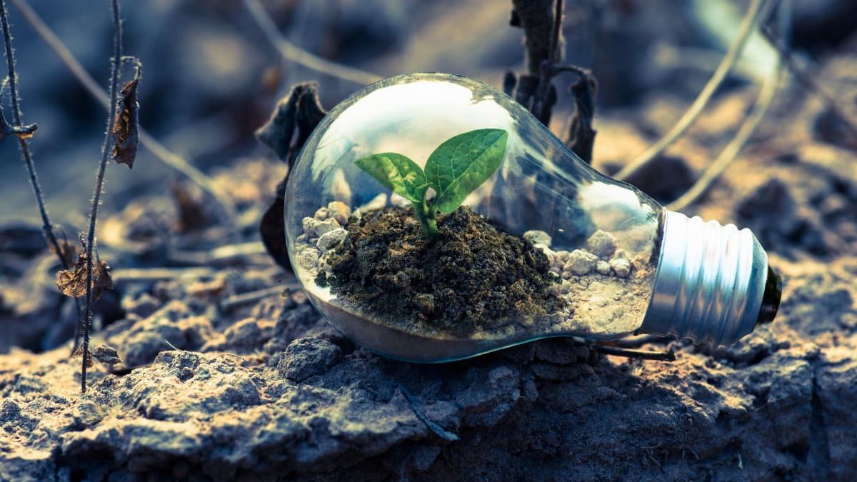 A small plant sprouts in soil inside a light bulb, symbolizing eco-friendly and sustainable growth.