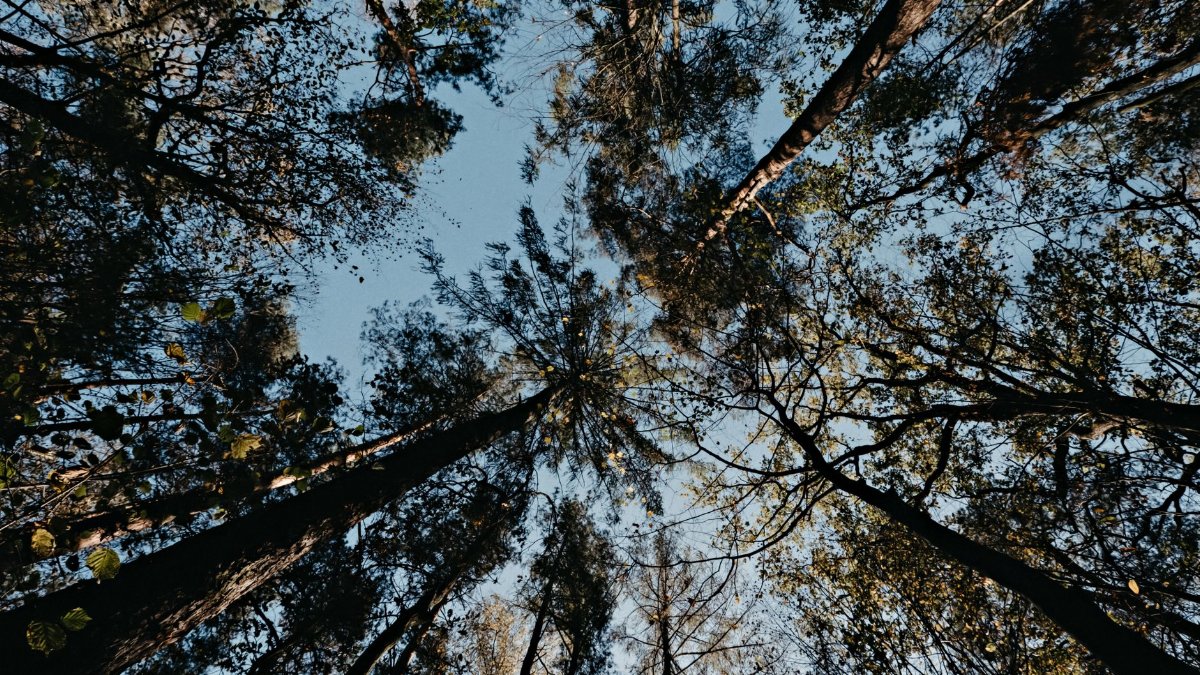 A tranquil view of a dense forest canopy seen from below, featuring tall trees and a clear sky.