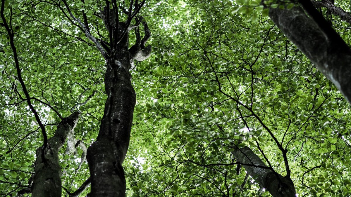View of vibrant green tree canopy looking upwards from ground level in forest setting.