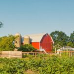 Beautiful red barn amidst lush greenery on a sunny day in Alto, Michigan.