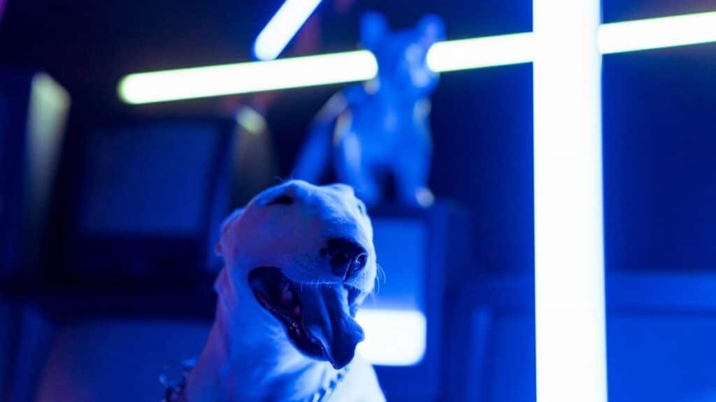 A bull terrier in a studio glowing with vibrant neon lights, creating a modern and artistic ambiance.