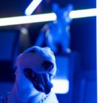 A bull terrier in a studio glowing with vibrant neon lights, creating a modern and artistic ambiance.