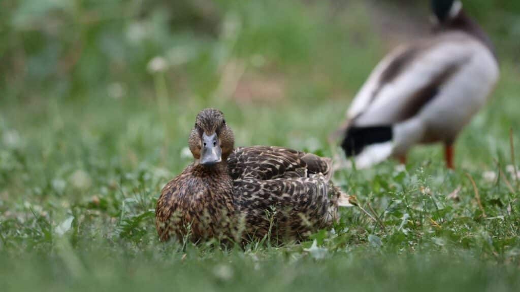 A mallard duck resting on lush green grass in Burnsville, Minnesota. Ideal for wildlife and nature photography.