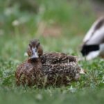 A mallard duck resting on lush green grass in Burnsville, Minnesota. Ideal for wildlife and nature photography.