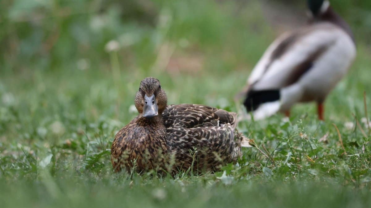 A mallard duck resting on lush green grass in Burnsville, Minnesota. Ideal for wildlife and nature photography.