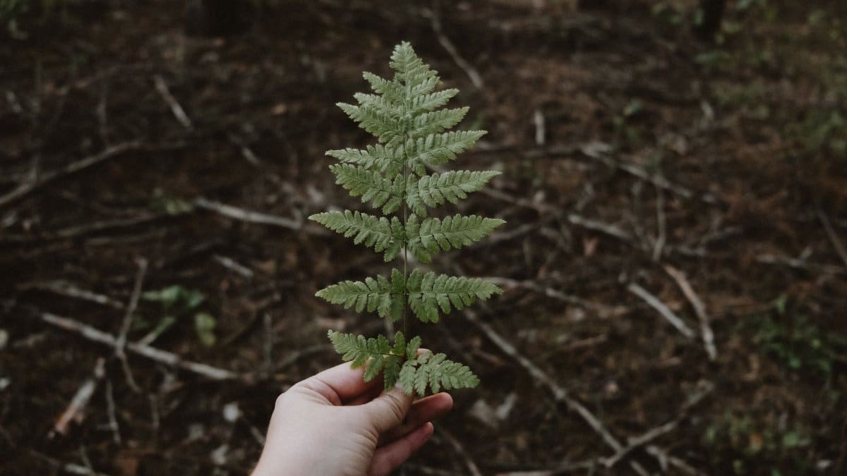A hand holding a vibrant green fern leaf against a natural forest background.