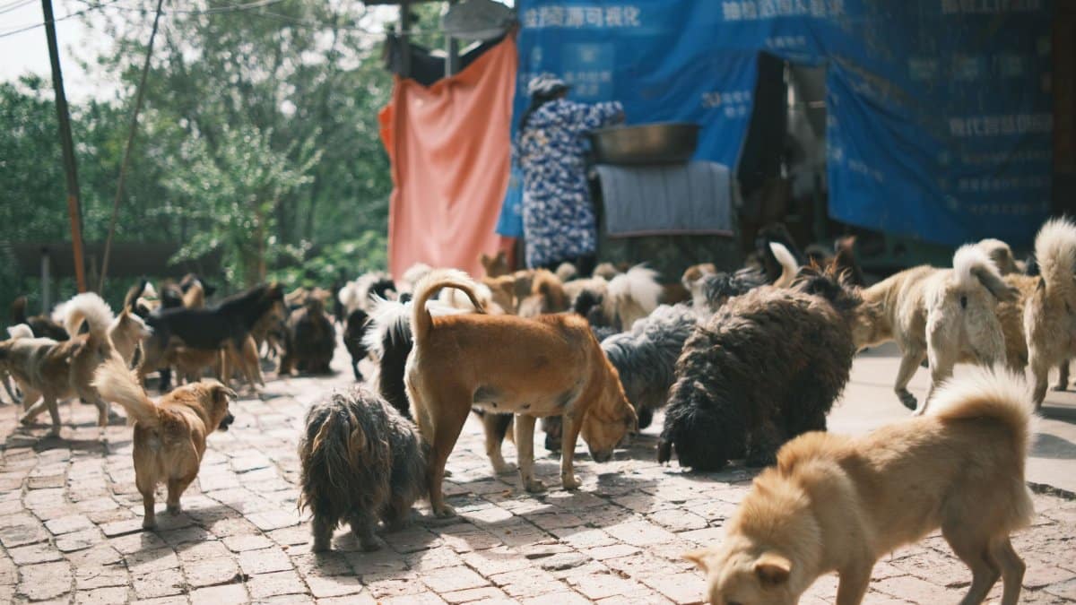 A pack of stray dogs roaming freely on a brick path outside a shelter.