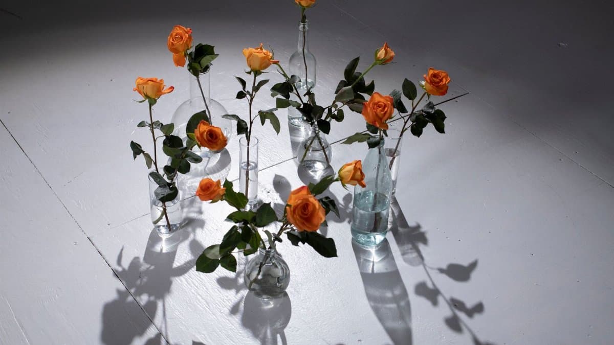 Artistic arrangement of orange roses in glass vases casting shadows on the floor.