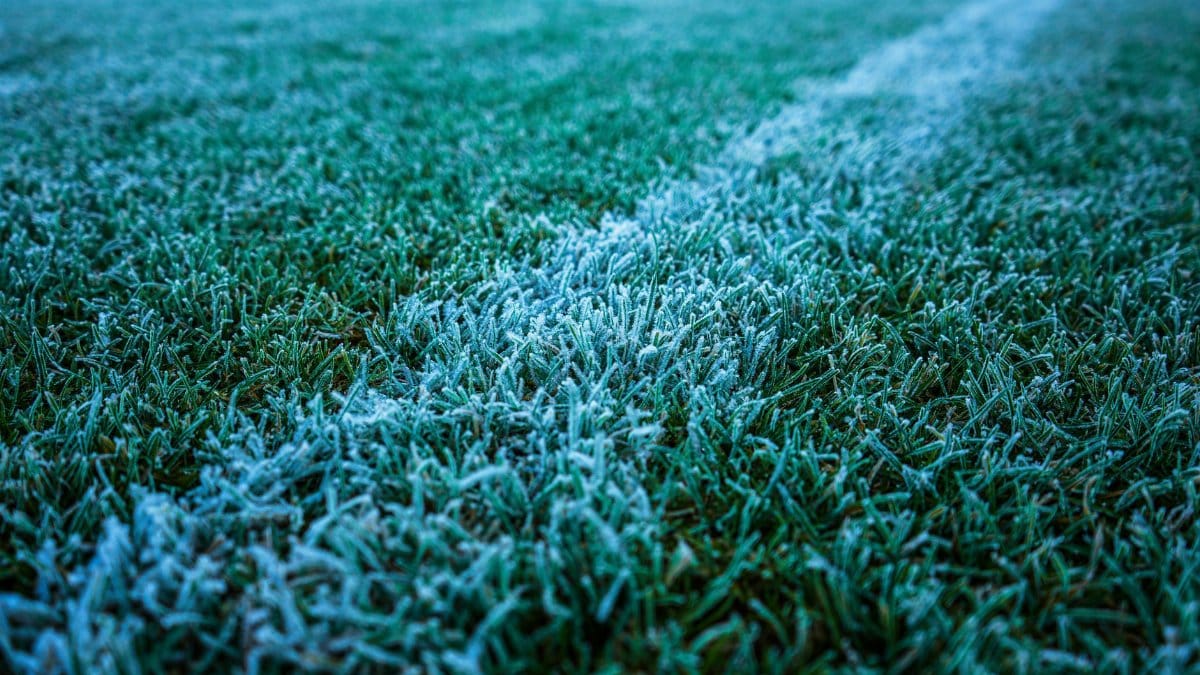 A close-up of a frosty soccer field with visible frost on the grass, captured in early morning light.
