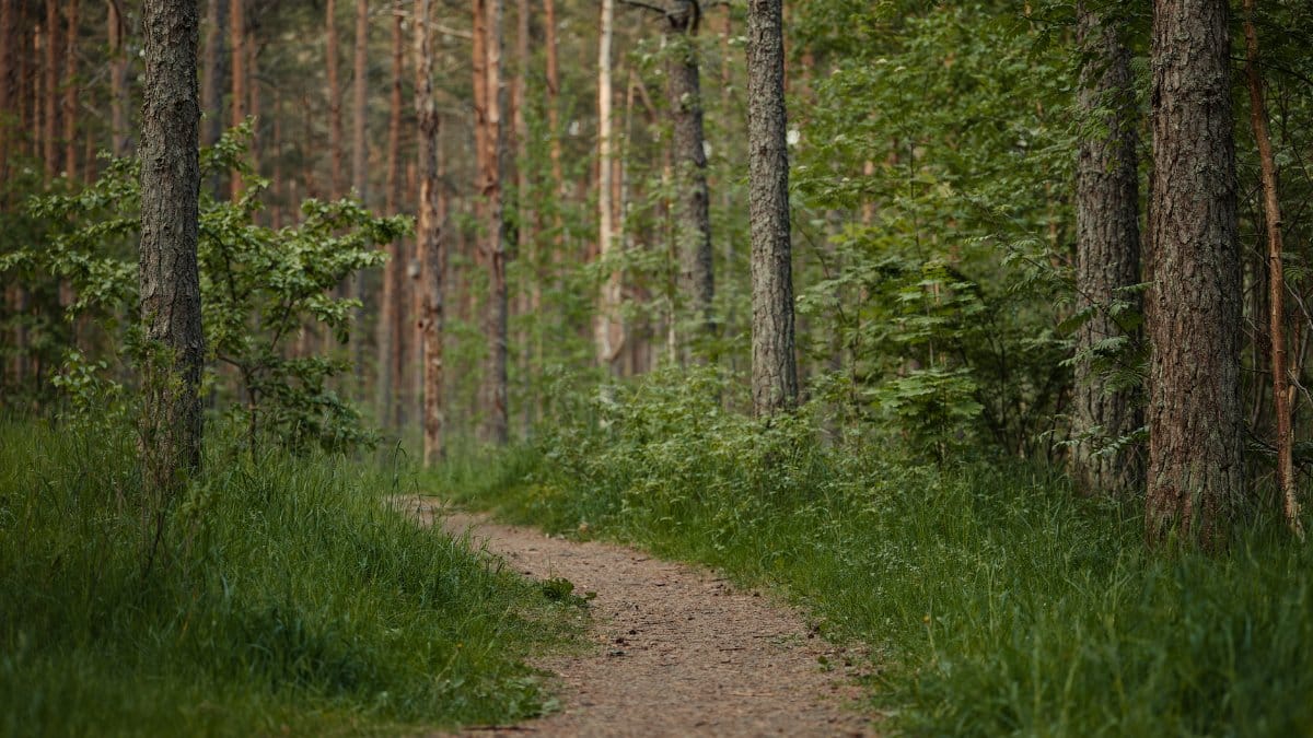 A tranquil forest trail winding through lush trees, perfect for nature walks.