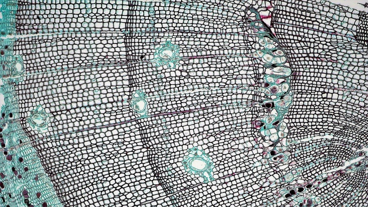 Detailed microscopic view of plant stem showing cellular patterns and textures.