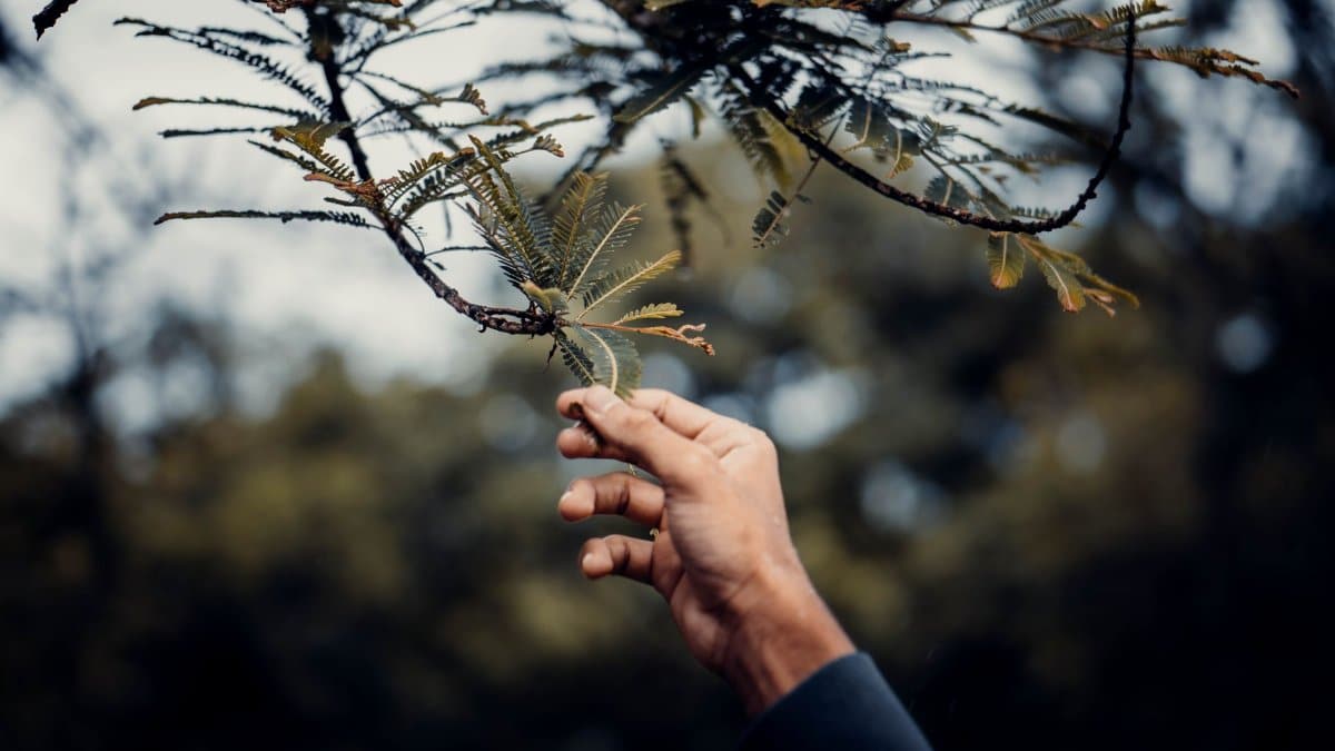 Close-up of a hand gently interacting with a tree branch in a natural outdoor setting.