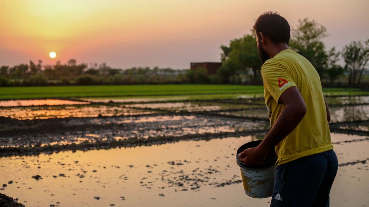 A man with a bucket in a rice paddy during sunset, symbolizing rural agriculture.