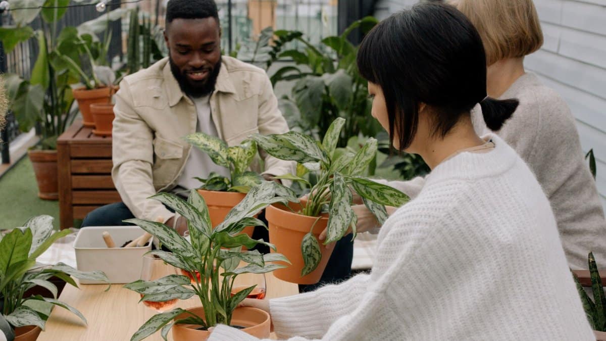 A group of adults engaging in indoor gardening with potted plants, promoting diversity and teamwork.