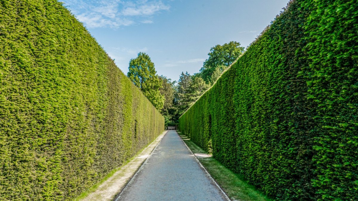 Sunlit park pathway with towering green hedges creating a serene, natural alley.