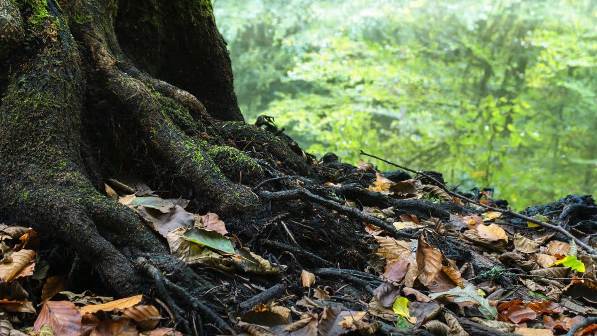 A close-up view of a mossy tree root surrounded by dry leaves in a tranquil forest.