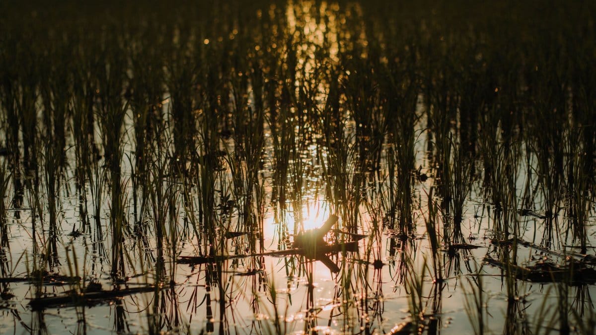 Golden sunset reflecting on a tranquil rice paddy field, capturing nature's calm.