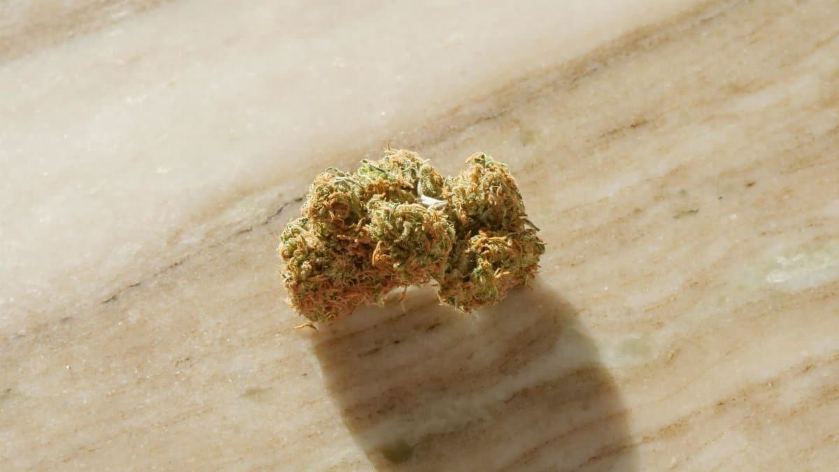 Macro shot of a cannabis bud on a light marble background showcasing texture and detail.